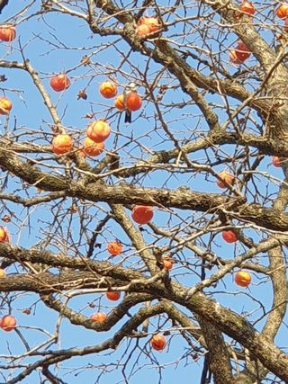 원술님의 [팜춘문예] 짧은 시 쓰기 · 참여글 작성글 사진