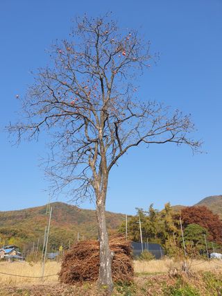 원술님의 [팜춘문예] 짧은 시 쓰기 · 참여글 작성글 사진