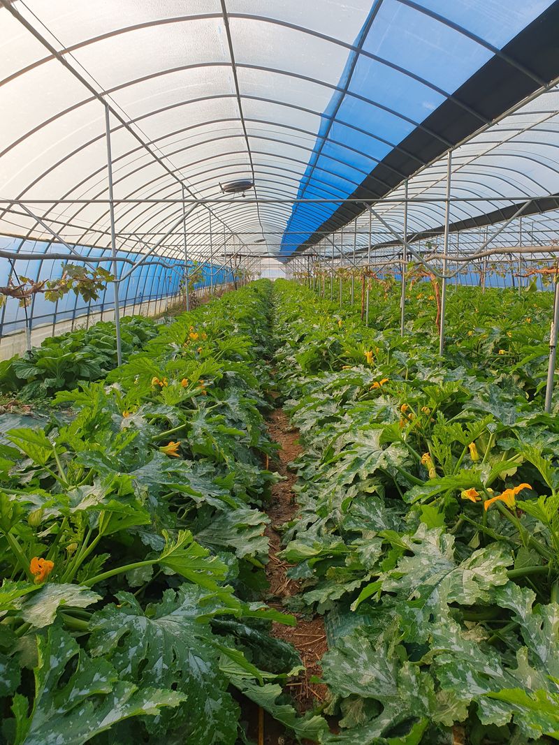 김인선님의 장터 판매 상품 [쥬키니호박] 첨부 사진