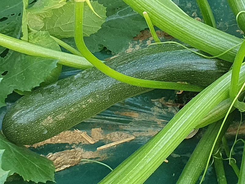 김인선님의 장터 판매 상품 [쥬키니호박] 첨부 사진