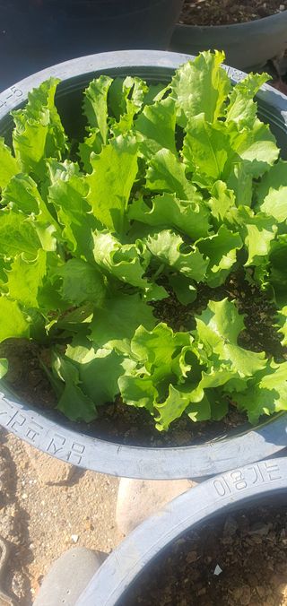 박애경님의 [팜춘문예] 짧은 시 쓰기 · 참여글 작성글 사진