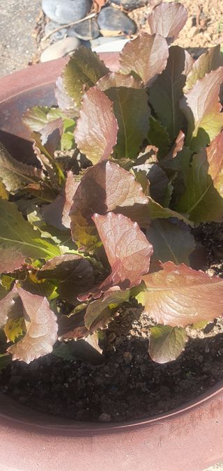 박애경님의 [팜춘문예] 짧은 시 쓰기 · 참여글 작성글 사진