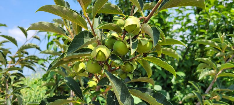 장터 상품 [태추단감묘목] 썸네일