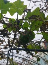 팜모닝 들깨·영농일지 게시글 이미지