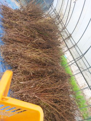 허나두울셋님의 들깨 · 영농일지 작성글 사진