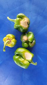 팜모닝 고추·병해충상담 게시글 이미지