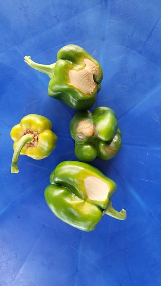 금천 파머님의 고추 · 병해충상담 작성글 사진