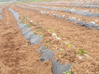 송용민님의 기타작물 · 병해충상담 작성글 사진