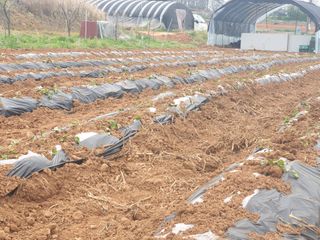 송용민님의 기타작물 · 병해충상담 작성글 사진