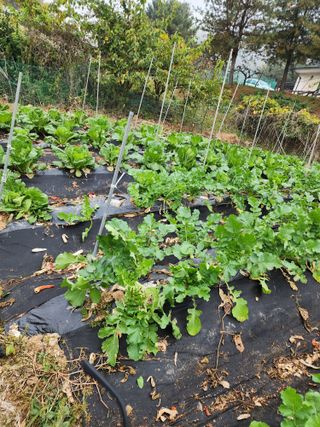 예은농장님의 기타작물 · 자유게시판 작성글 사진