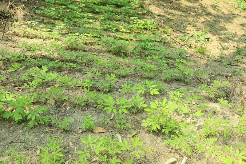 진상빈님의 장터 판매 상품 [가을에 산양삼 묘종심으실 분 뿌리 당 2,000씩 저렴하게 가져가세요~] 첨부 사진