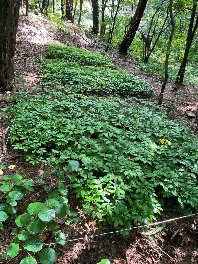 진상빈님의 장터 판매 상품 [가을에 산양삼 묘종심으실 분 뿌리 당 2,000씩 저렴하게 가져가세요~] 첨부 사진