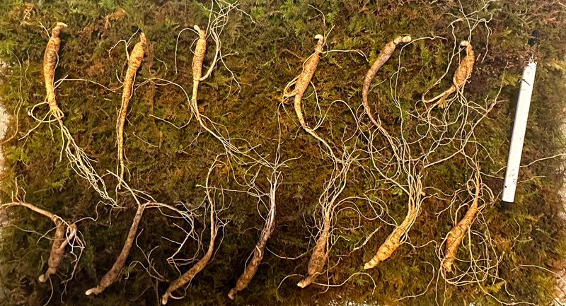 진상빈님의 장터 판매 상품 [가을에 산양삼 묘종심으실 분 뿌리 당 2,000씩 저렴하게 가져가세요~] 첨부 사진