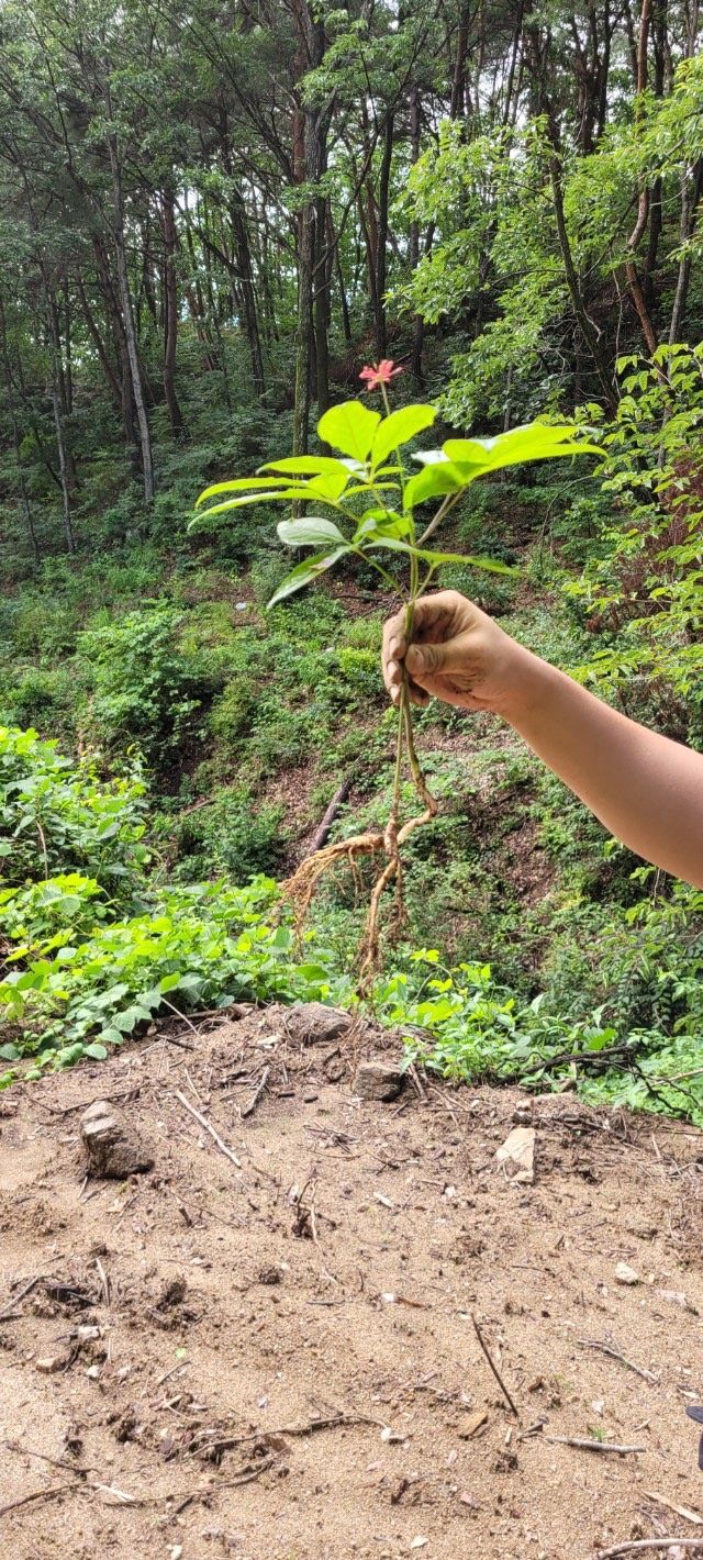 진상빈님의 장터 판매 상품 [가을에 산양삼 묘종심으실 분 뿌리 당 2,000씩 저렴하게 가져가세요~] 첨부 사진