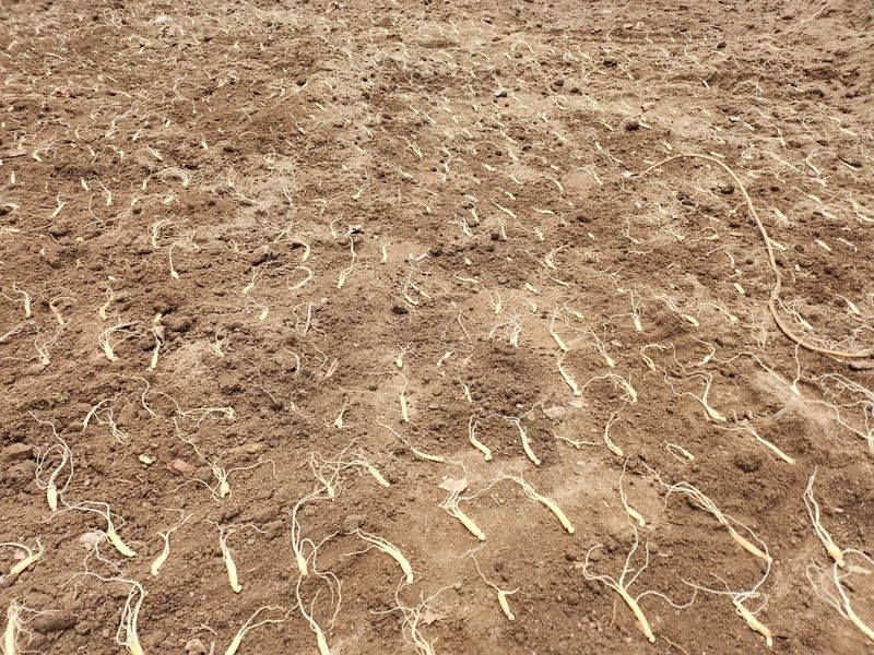 진상빈님의 장터 판매 상품 [가을에 산양삼 묘종심으실 분 뿌리 당 2,000씩 저렴하게 가져가세요~] 첨부 사진