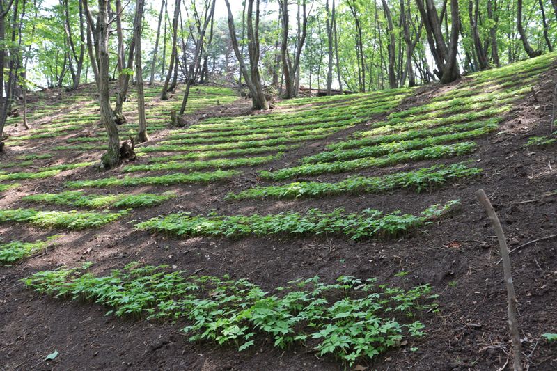 진상빈님의 장터 판매 상품 [가을에 산양삼 묘종심으실 분 뿌리 당 2,000씩 저렴하게 가져가세요~] 첨부 사진