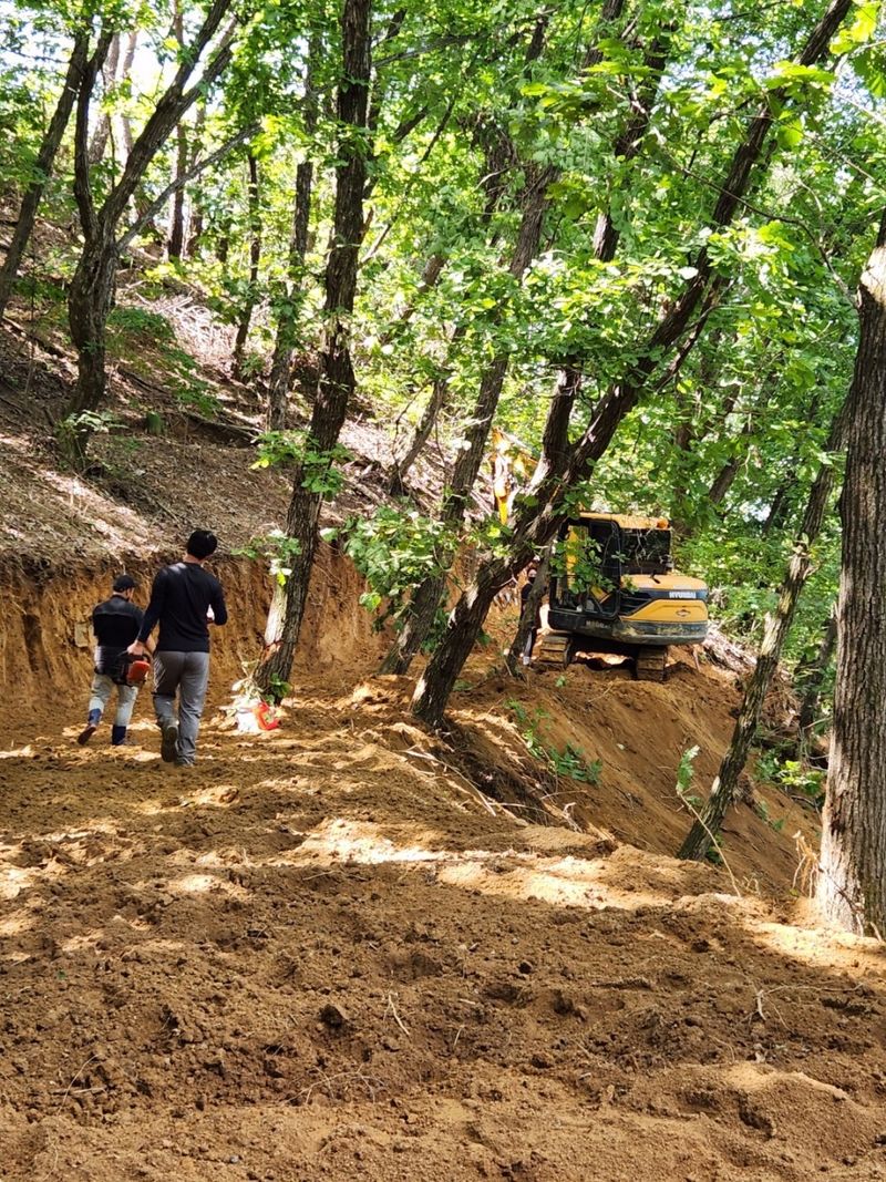 진상빈님의 장터 판매 상품 [가을에 산양삼 묘종심으실 분 뿌리 당 2,000씩 저렴하게 가져가세요~] 첨부 사진