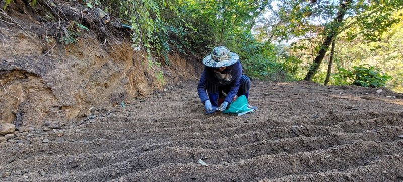 진상빈님의 장터 판매 상품 [가을에 산양삼 묘종심으실 분 뿌리 당 2,000씩 저렴하게 가져가세요~] 첨부 사진