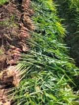 팜모닝 기타작물·자유게시판 게시글 이미지