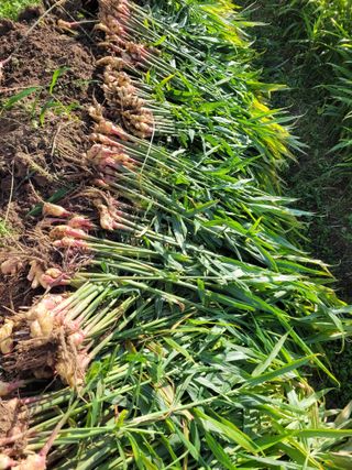 김금자님의 기타작물 · 자유게시판 작성글 사진