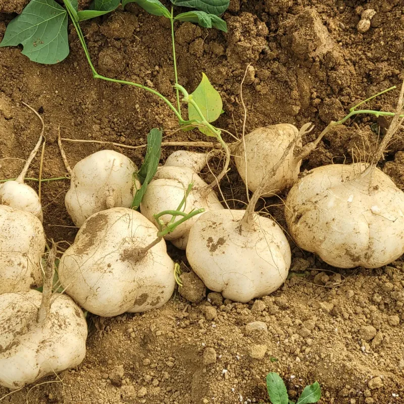 구민찬님의 장터 판매 상품 [혹시 히카마(멕시코감자.얌빈)판매할수있나요?곰보배추 판] 첨부 사진