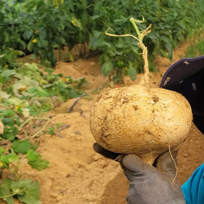 구민찬님의 장터 판매 상품 [혹시 히카마(멕시코감자.얌빈)판매할수있나요?곰보배추 판] 첨부 사진