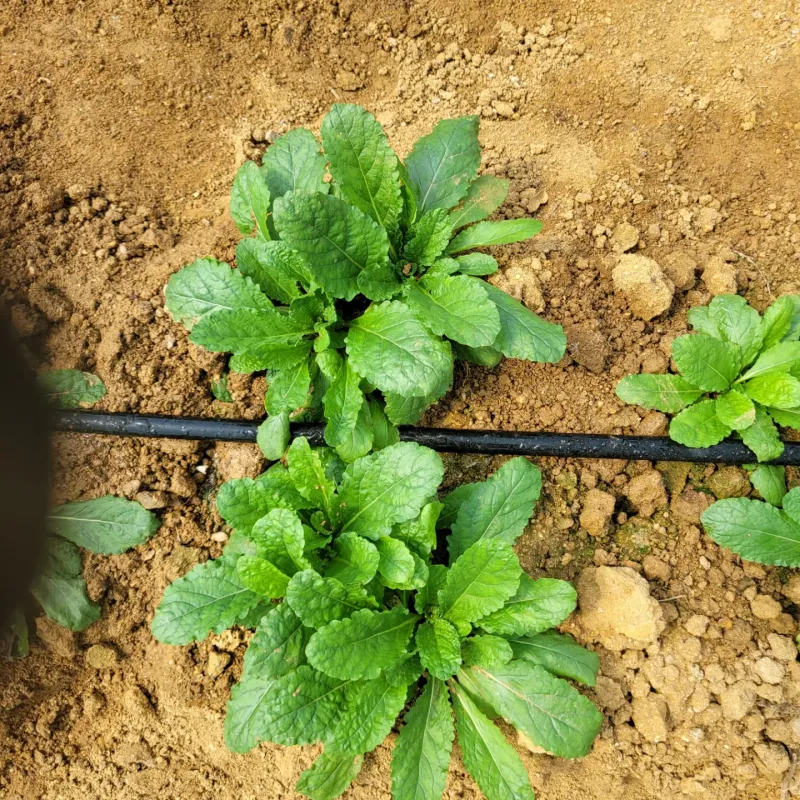 구민찬님의 장터 판매 상품 [혹시 히카마(멕시코감자.얌빈)판매할수있나요?곰보배추 판] 첨부 사진