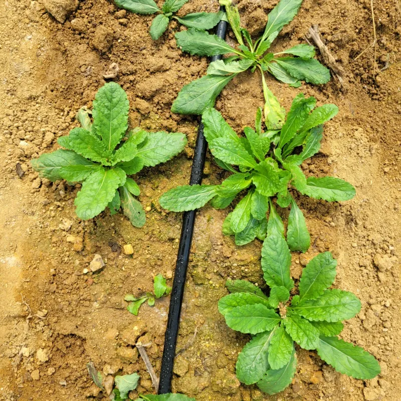 장터 상품 [혹시 히카마(멕시코감자.얌빈)판매할수있나요?곰보배추 판] 썸네일