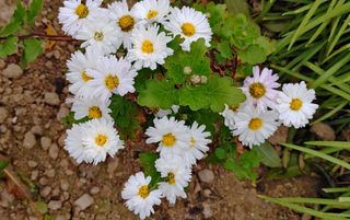 달맛햇복숭아농원님의 자유주제 · 자유게시판 작성글 사진