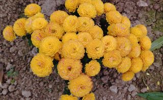 달맛햇복숭아농원님의 자유주제 · 자유게시판 작성글 사진