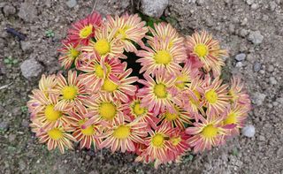 달맛햇복숭아농원님의 자유주제 · 자유게시판 작성글 사진