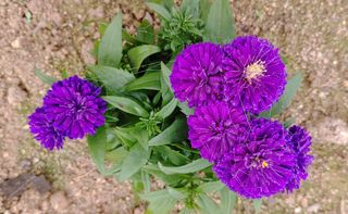 달맛햇복숭아농원님의 자유주제 · 자유게시판 작성글 사진