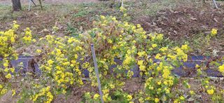 달맛햇복숭아농원님의 자유주제 · 자유게시판 작성글 사진