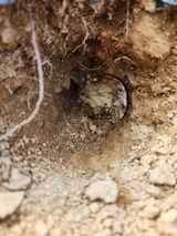 팜모닝 고구마·영농일지 게시글 이미지