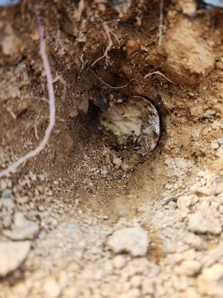 박병한님의 고구마 · 영농일지 작성글 사진