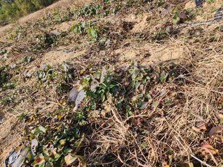 박병한님의 고구마 · 영농일지 작성글 사진