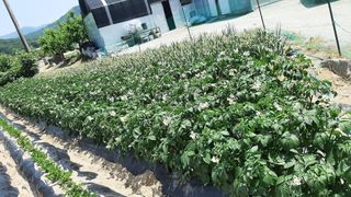 서상기 은퇴농장님의 [팜춘문예] 짧은 시 쓰기 · 참여글 작성글 사진