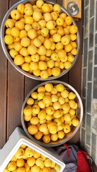 서상기 은퇴농장님의 [팜춘문예] 짧은 시 쓰기 · 참여글 작성글 사진