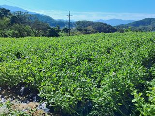 서상기 은퇴농장님의 [팜춘문예] 짧은 시 쓰기 · 참여글 작성글 사진