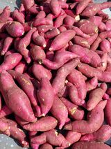 팜모닝 고구마·자유게시판 게시글 이미지