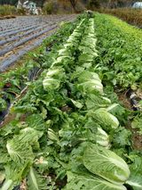 팜모닝 배추·일상 게시글 이미지