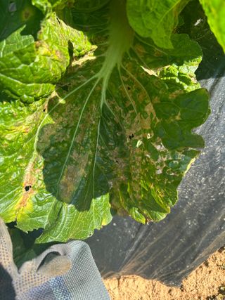 강수창님의 배추 · 병해충상담 작성글 사진