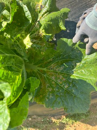 강수창님의 배추 · 병해충상담 작성글 사진