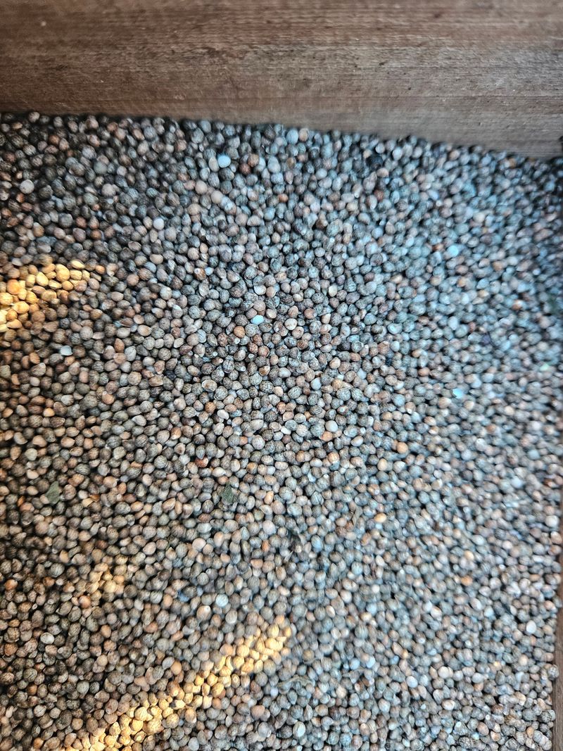 장터 상품 [들깨] 썸네일