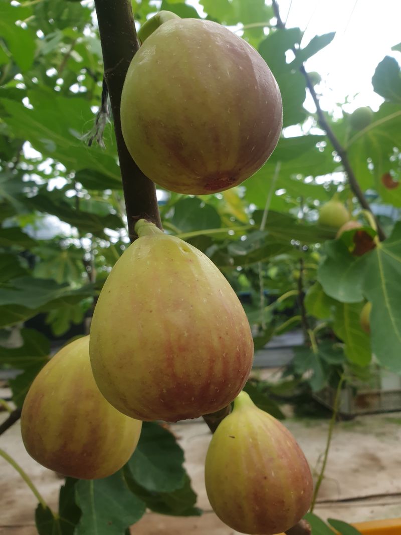 박경민님의 장터 판매 상품 [무화과 1k~1.2k] 첨부 사진