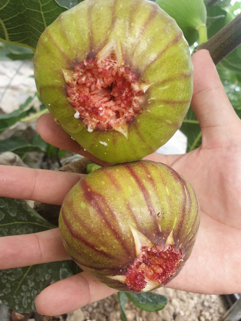 박경민님의 장터 판매 상품 [무화과 1k~1.2k] 첨부 사진