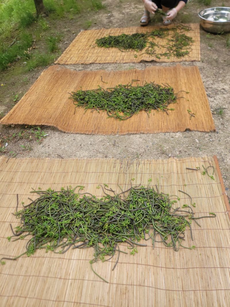 노루목 농장님의 장터 판매 상품 [2023년 생산 건고사리200g ×12개(100g당10,000원)] 첨부 사진