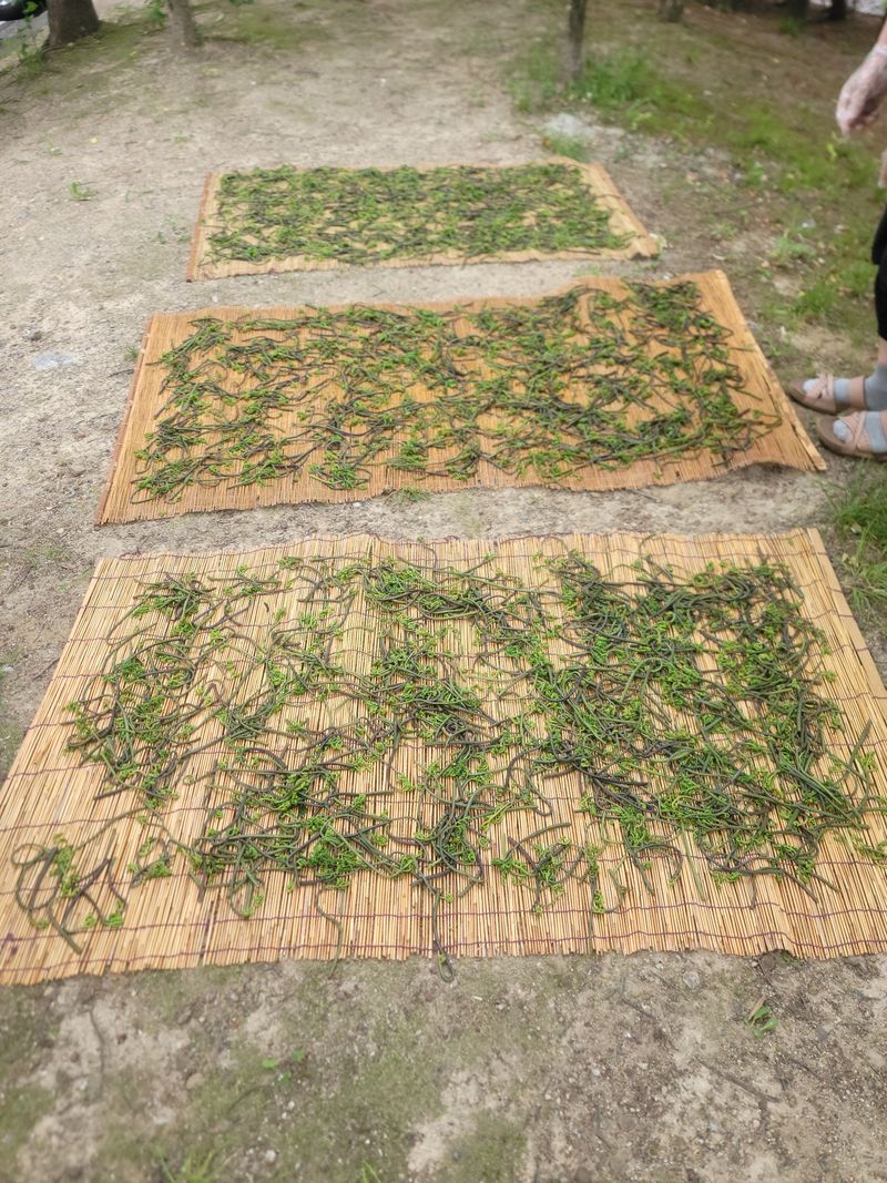 노루목 농장님의 장터 판매 상품 [2023년 생산 건고사리200g ×12개(100g당10,000원)] 첨부 사진