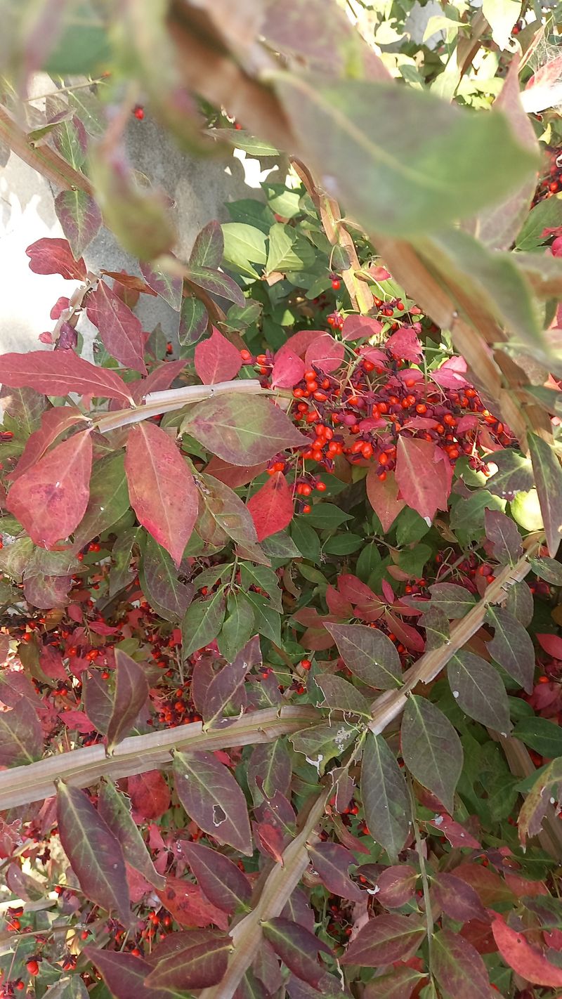 장터 상품 [화살나무 열매] 썸네일