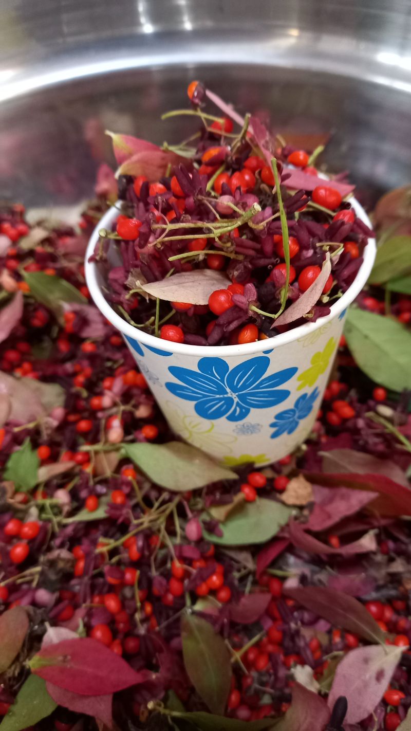 박신영님의 장터 판매 상품 [화살나무 열매] 첨부 사진